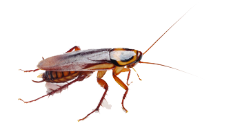 Cockroach PNG Clipart