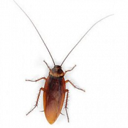 Cockroach PNG Picture
