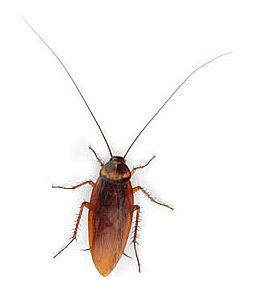 Cockroach PNG Picture