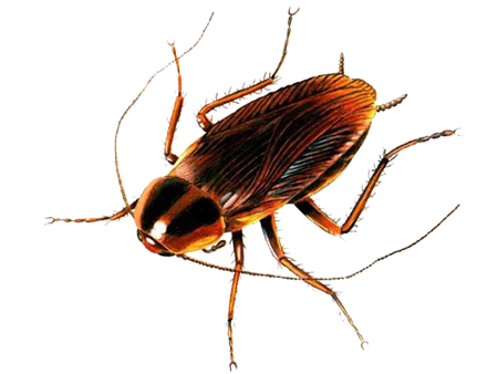 Cockroach PNG