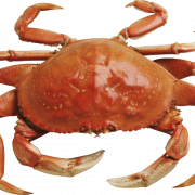 Crab Téléchargement gratuit PNG