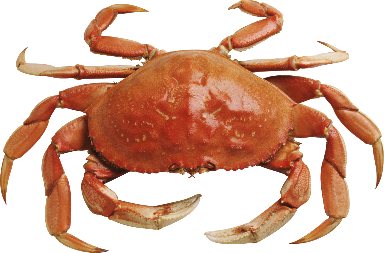 Crab Téléchargement gratuit PNG