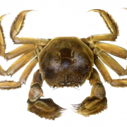 Crabe png clipart