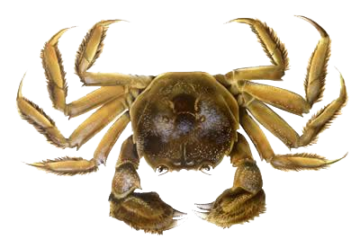 Crabe png clipart