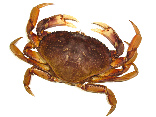 Image PNG de crabe