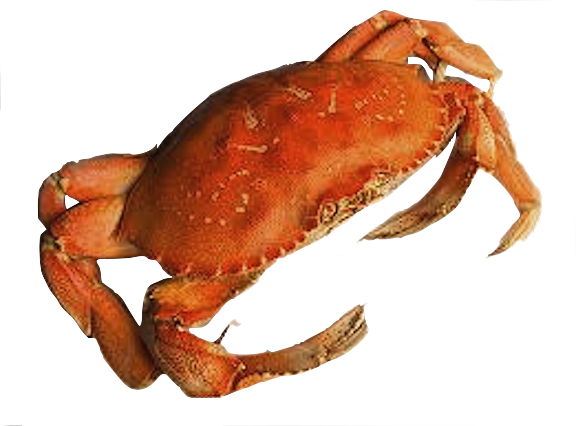 Image de crabe PNG