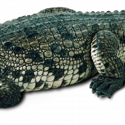 Crocodile Free PNG Image