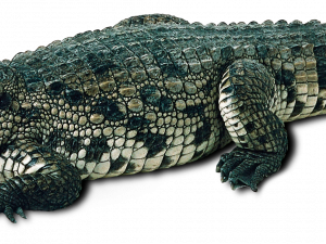 Crocodile gratis PNG -afbeelding