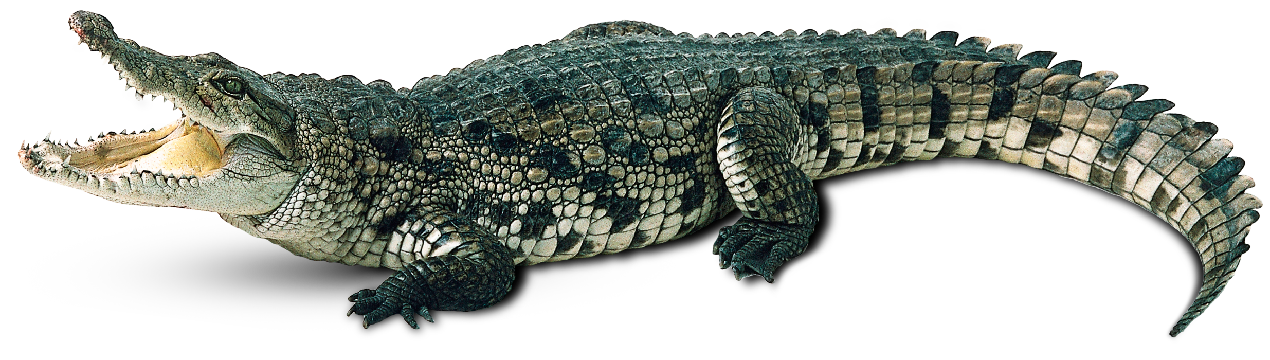Crocodile Free PNG Image