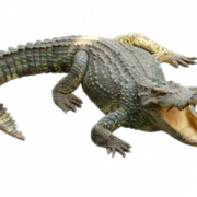Крокодил Пнг