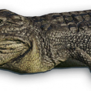 Crocodile PNG -bestand