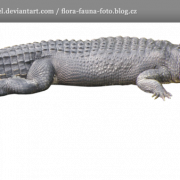 Crocodile PNG HD