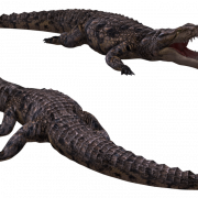 Crocodile PNG -afbeelding