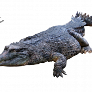 Crocodile PNG -foto
