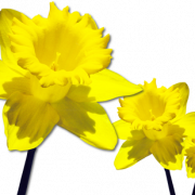 Daffodils libreng pag -download png