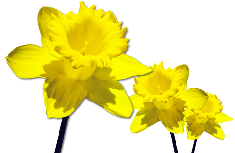 Daffodils download gratuito png