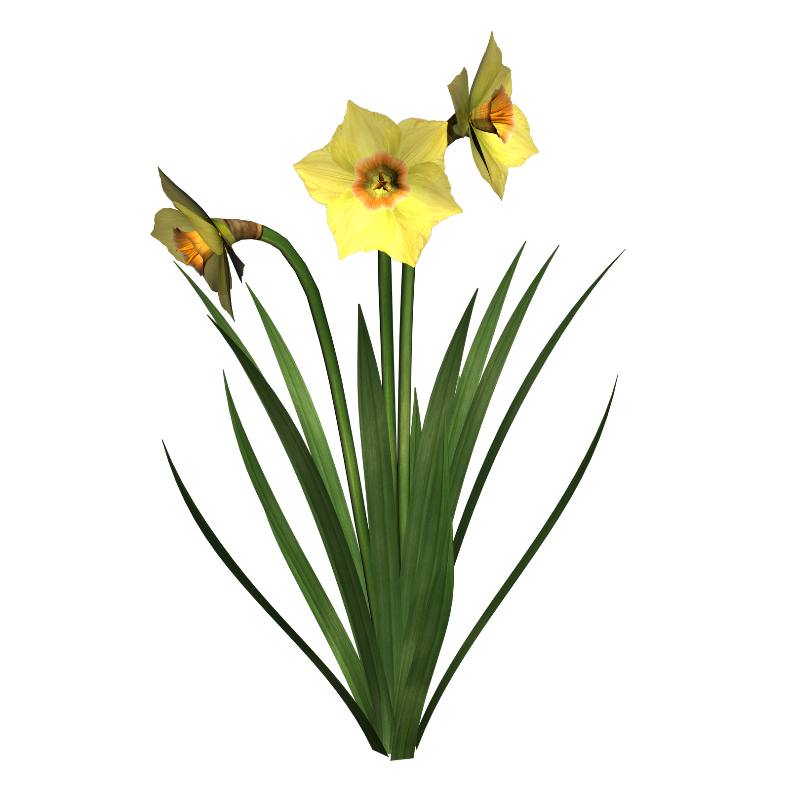 Daffodils Free PNG Image