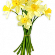 Daffodils png