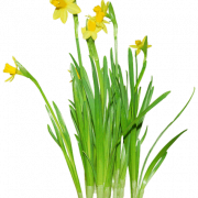 Daffodils png clipart