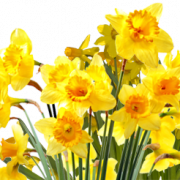 Daffodils PNG file