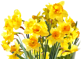 Daffodils PNG File
