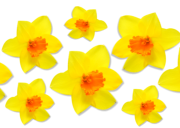 Daffodils png imahe