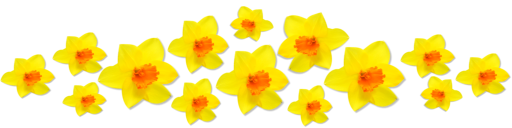 Daffodils PNG Immagine