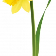Daffodils png larawan