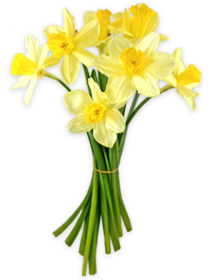Daffodils PNG