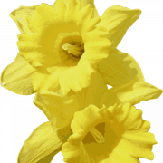 Daffodils transparan