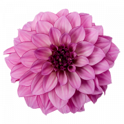 Dahlia Free Download PNG