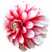Dahlia PNG Picture