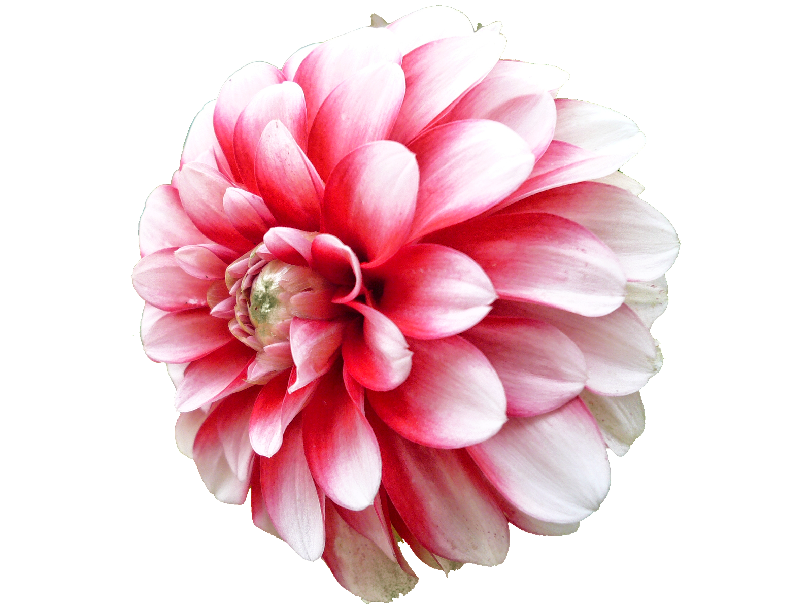 Dahlia PNG Picture