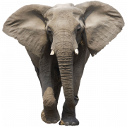 Elefante Download gratuito PNG