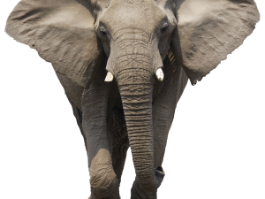 Elephant Téléchargement gratuit PNG