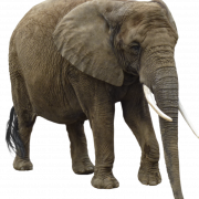 PNG Gajah