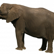 Immagine PNG di elefante