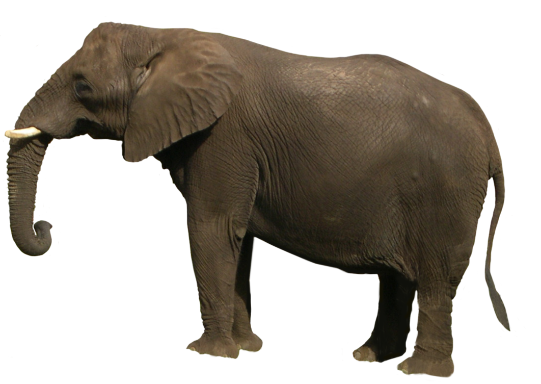 Слон PNG Изображение