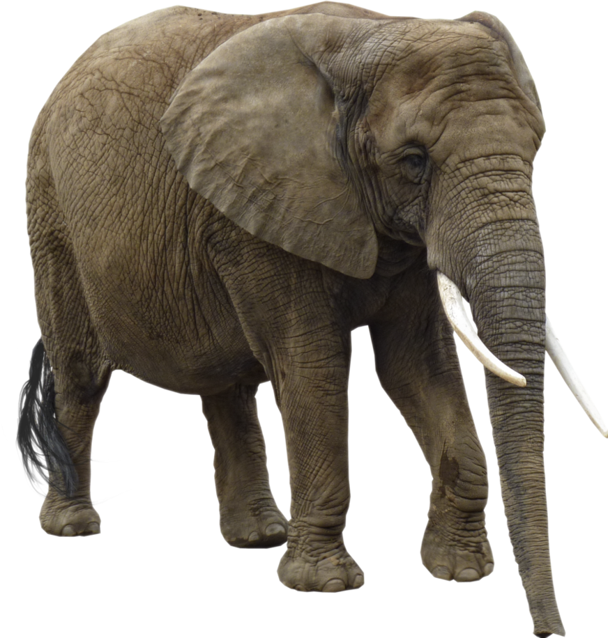 PNG Gajah