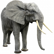 Transparan gajah