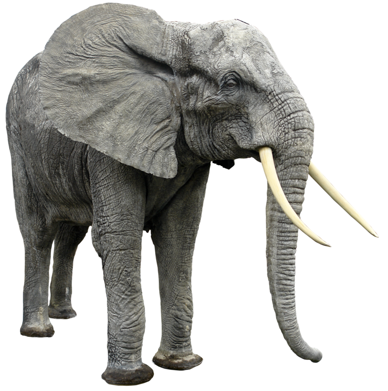 Transparan gajah