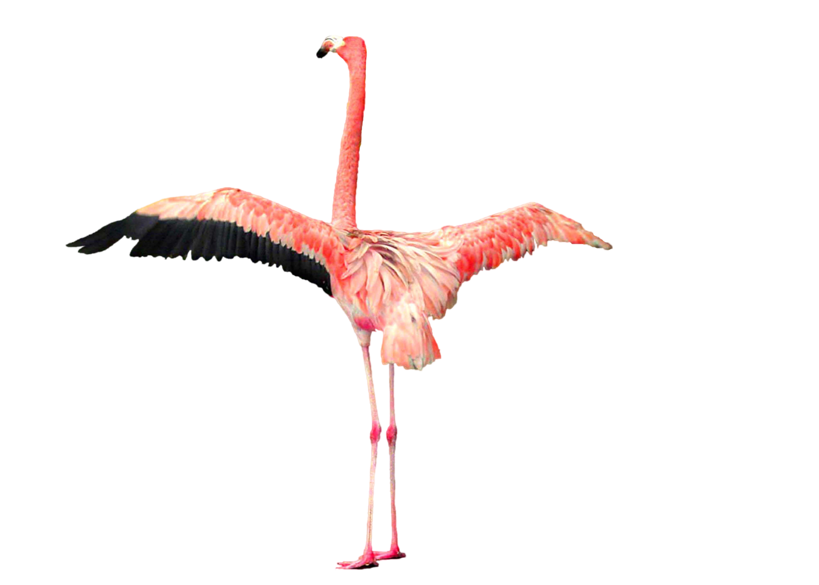 Flamingo Download PNG