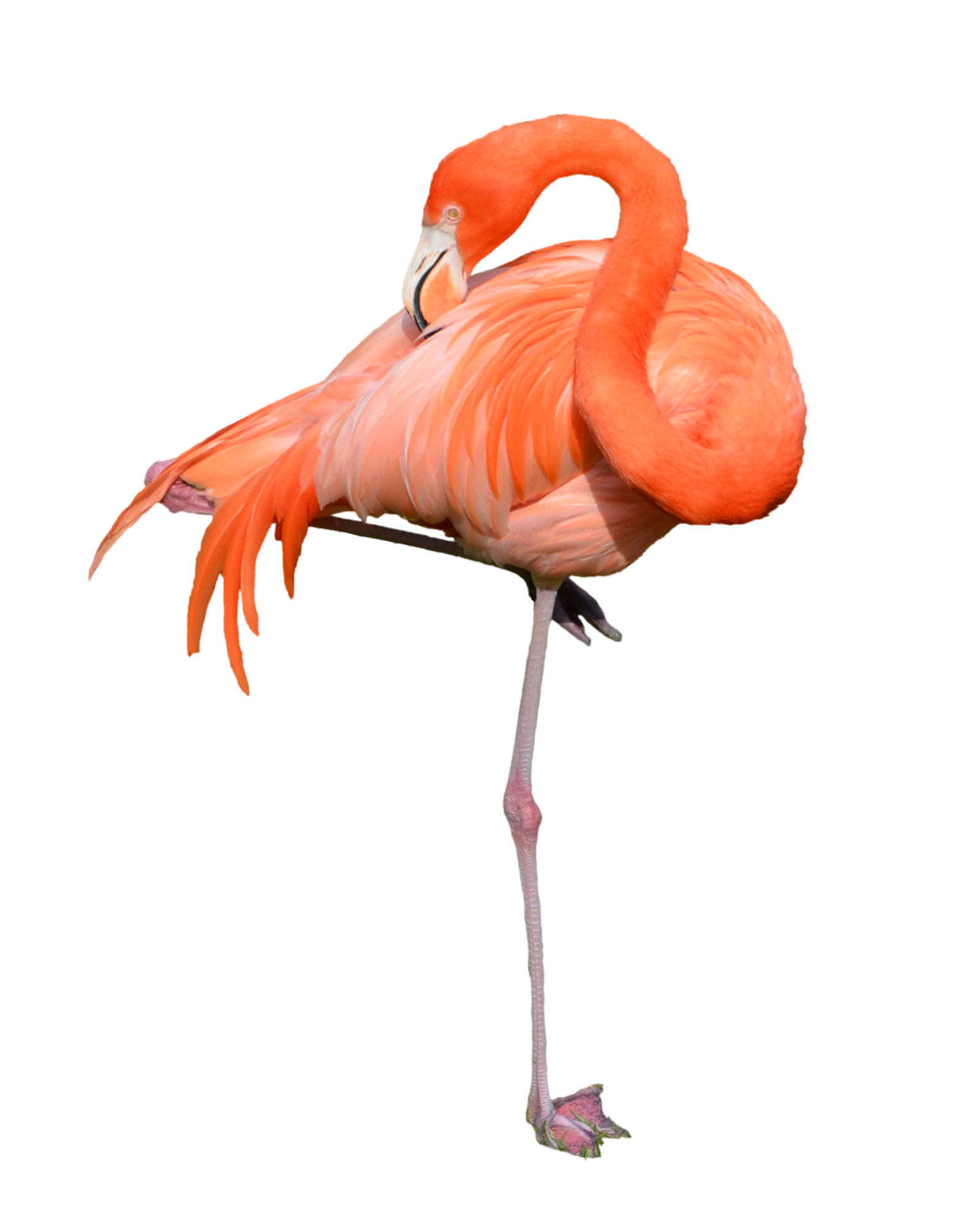 Flamingo Free Download PNG