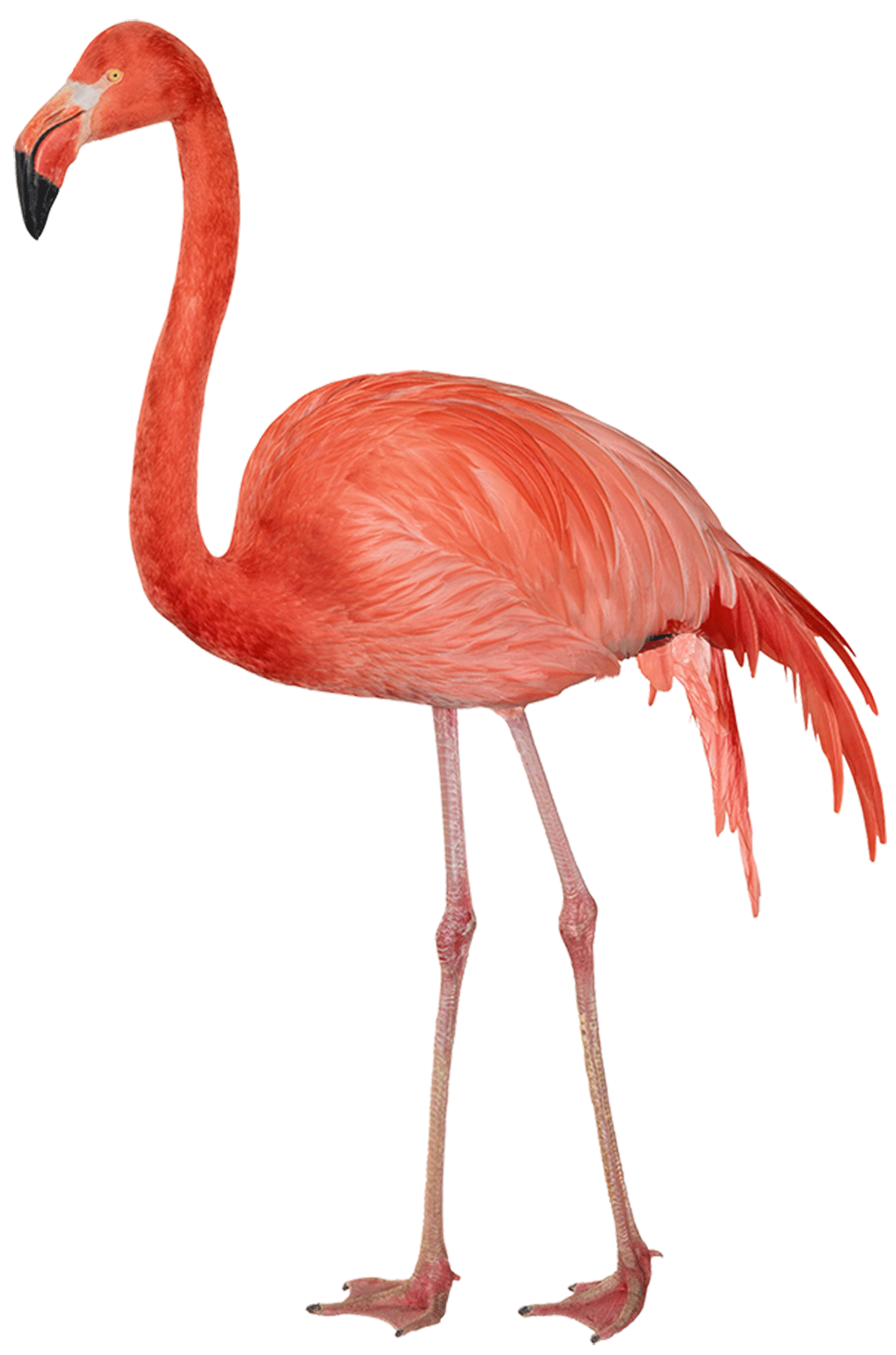 Flamingo Free PNG Image