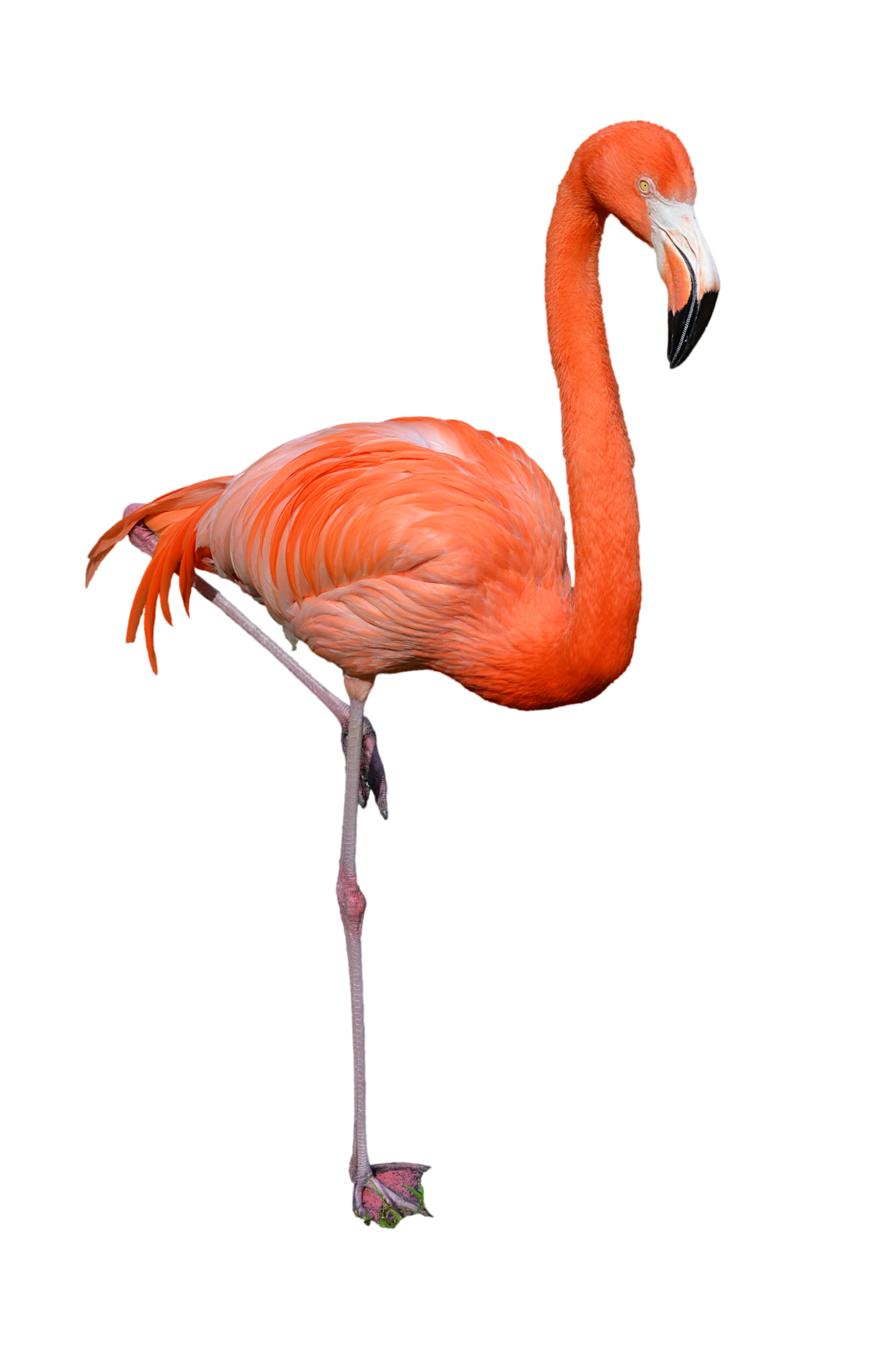 Clipart Flamingo Png