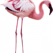 File PNG flamingo