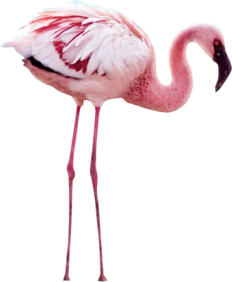 Flamingo PNG File