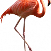 Flamingo PNG Immagine