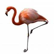 Flamingo png foto
