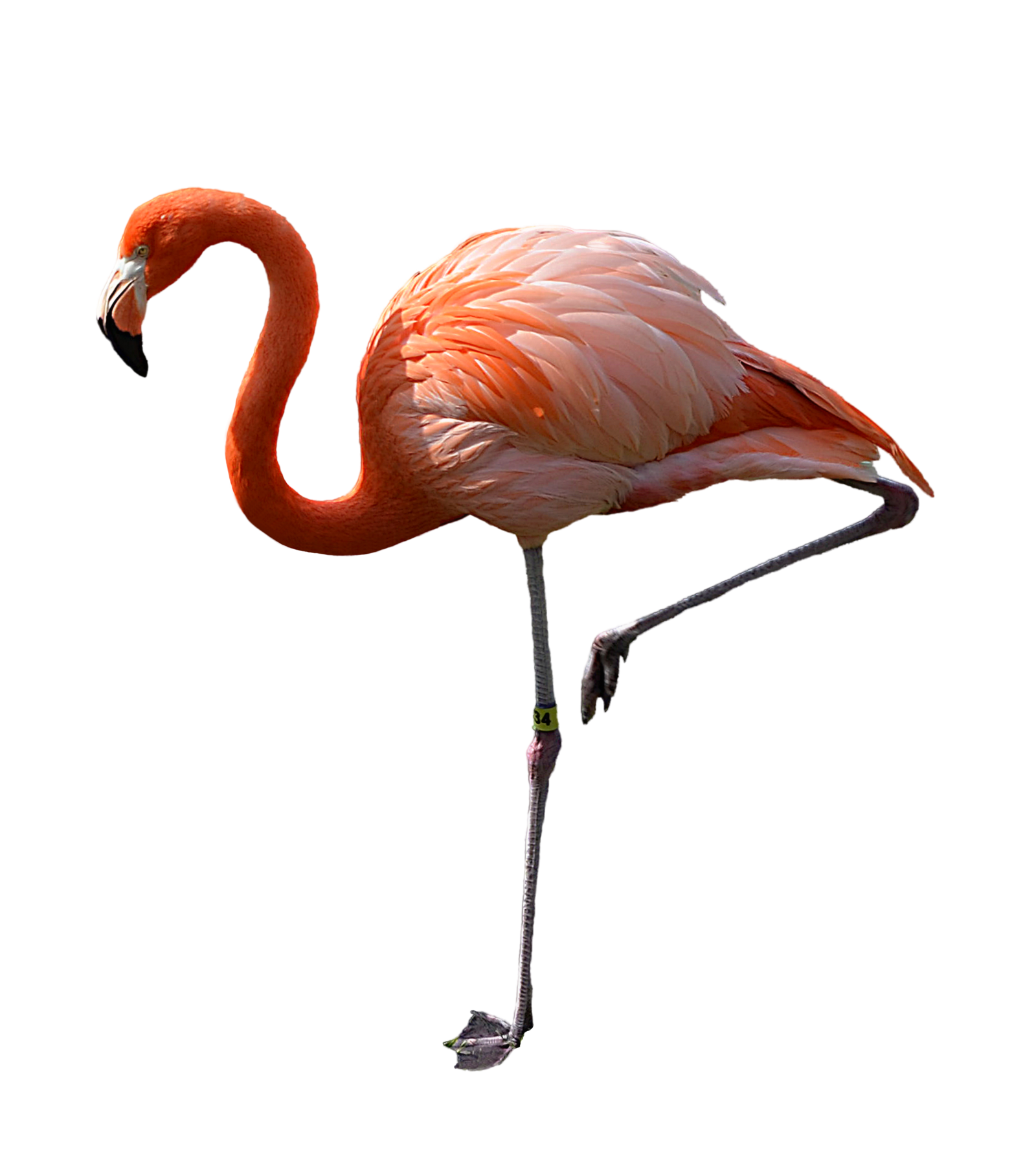 Flamingo PNG Pic